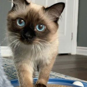 Balinese Cat for sale