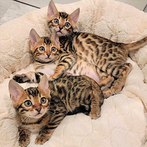 Bengal cat for sale