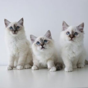 Birman Kittens for sale