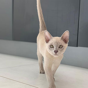 Burmese Cat for sale