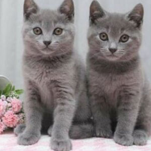 Chartreux Cat for sale