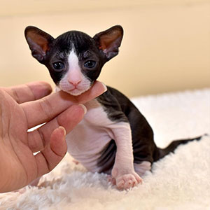 Cornish Rex Kittens for sale