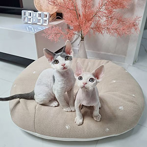 Devon Rex Cat for sale