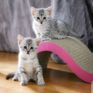 Egyptian Mau for sale