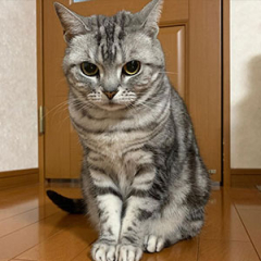 American Shorthair Cat for sale $600.00 – $1,200.00