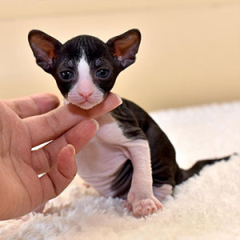 Cornish Rex Kittens for sale ($800.00 – $1,600.00)