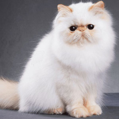 Persian Cat for sale ($700.00 – $1,400.00)