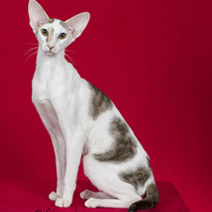 Oriental Shorthair Cat for sale ($750.00 – $1,500.00)