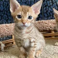 Ocicat for sale ($500.00 – $1,000.00)