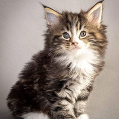 Norwegian Forest Cat for sale ($800.00 – $1,600.00)