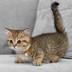 Munchkin Cat for sale ($900.00 – $2,100.00)