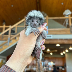 Marmoset Monkey for sale ($1,500.00)