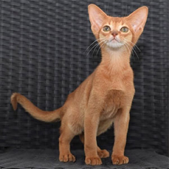 Abyssinian Cat for sale $700.00 – $1,400.00