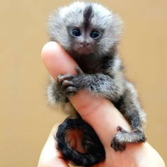 Finger Monkey for sale ($1,500.00)