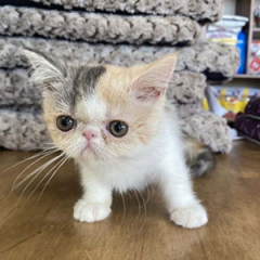 Exotic Shorthair Kittens for sale ($900.00 – $1,800.00)