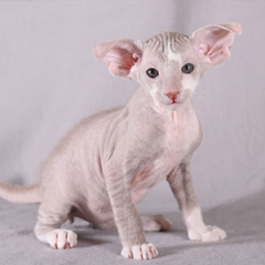 Peterbald Cat for sale ($1,000.00 – $2,600.00)