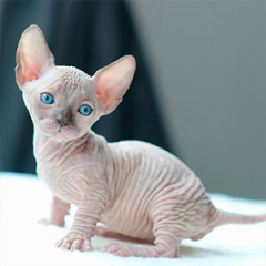 Sphynx Cat for sale ($1,100.00 – $2,200.00)