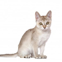 Singapura Cat for sale ($700.00 – $1,750.00)