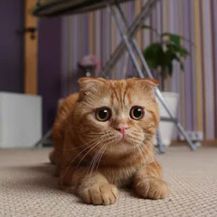 Scottish Fold Kittens for sale ($700.00 – $1,400.00)