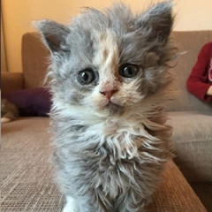 Selkirk Rex Kittens for sale ($700.00 – $1,900.00)