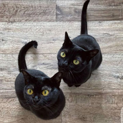 Bombay Cat for sale $670.00 – $1,300.00