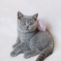 British Shorthair for sale $800.00 – $1,500.00